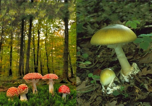 致幻蘑菇-神奇的蘑菇,吃了啥都能看见？