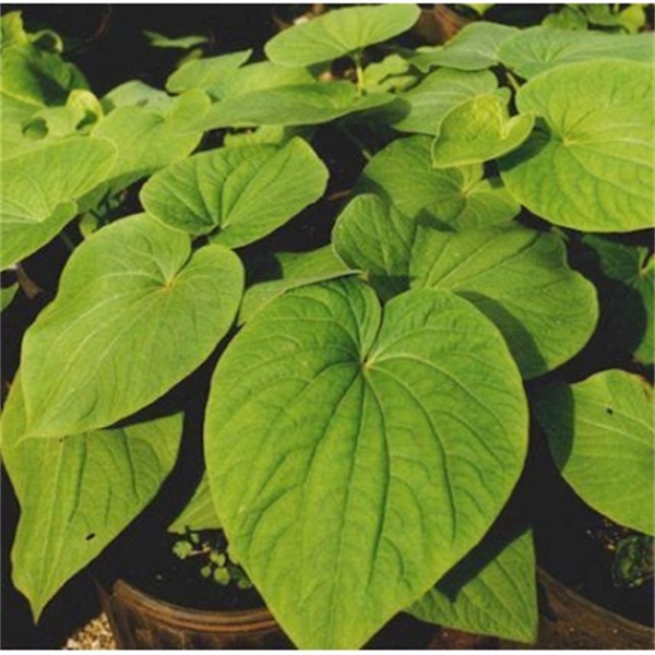 botanical_extract_kava_kava_extract.jpg